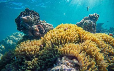 terumbu-karang-indonesia-di-tengah-perubahan-iklim-seberapa-aman-ekosistem-laut-kita